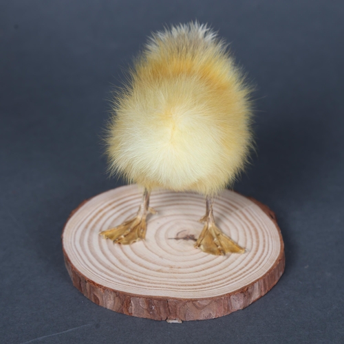 3146 - Taxidermy: “Headless Duckling”
The taxidermy legs and body of a yellow duckling. Mounted to wood bra... 