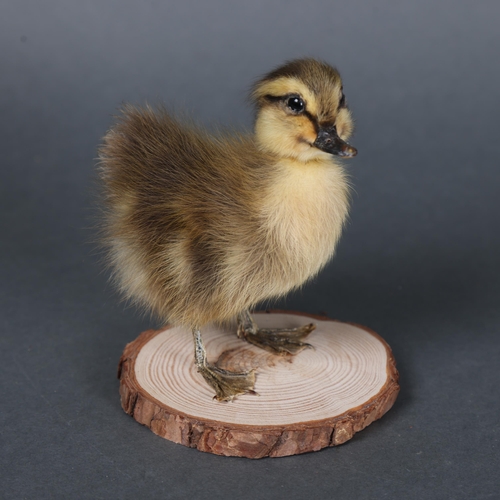 3147 - Taxidermy: Rouen Duck Duckling.
A full mount taxidermy black and yellow striped duckling, of the dom... 