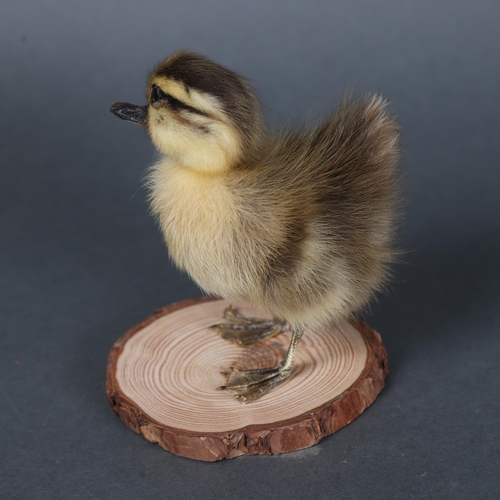 3147 - Taxidermy: Rouen Duck Duckling.
A full mount taxidermy black and yellow striped duckling, of the dom... 