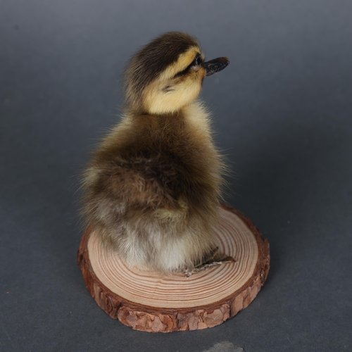 3147 - Taxidermy: Rouen Duck Duckling.
A full mount taxidermy black and yellow striped duckling, of the dom... 