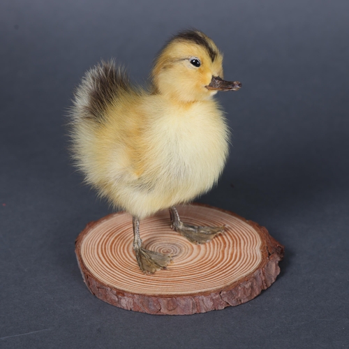 3148 - Taxidermy: Yellow Duckling.
A full mount taxidermy yellow duckling. Mounted to wood branch slice bas... 