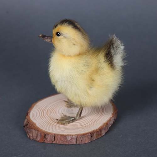 3148 - Taxidermy: Yellow Duckling.
A full mount taxidermy yellow duckling. Mounted to wood branch slice bas... 