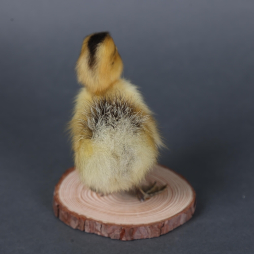 3148 - Taxidermy: Yellow Duckling.
A full mount taxidermy yellow duckling. Mounted to wood branch slice bas... 