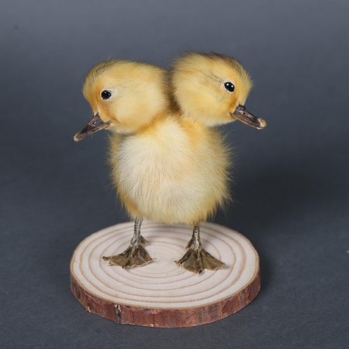 3149 - Taxidermy: “Two-Headed Duckling”
A fluffy yellow duckling, with additional head. Mounted to wood bra... 