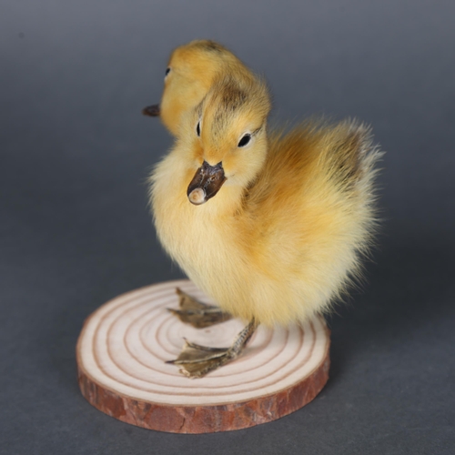 3149 - Taxidermy: “Two-Headed Duckling”
A fluffy yellow duckling, with additional head. Mounted to wood bra... 