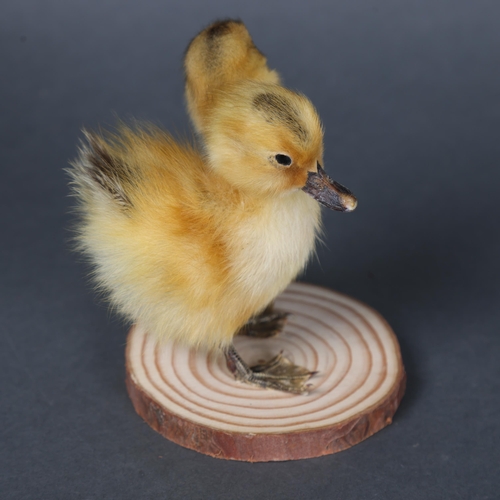 3149 - Taxidermy: “Two-Headed Duckling”
A fluffy yellow duckling, with additional head. Mounted to wood bra... 