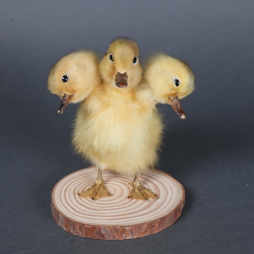 3150 - Taxidermy: “Three-Headed Duckling”
A fluffy yellow duckling, with 2 additional heads. Mounted to woo... 