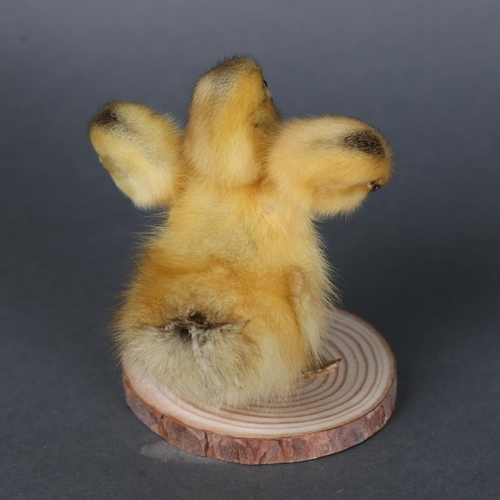 3150 - Taxidermy: “Three-Headed Duckling”
A fluffy yellow duckling, with 2 additional heads. Mounted to woo... 