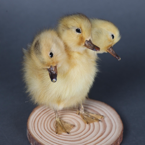 3150 - Taxidermy: “Three-Headed Duckling”
A fluffy yellow duckling, with 2 additional heads. Mounted to woo... 