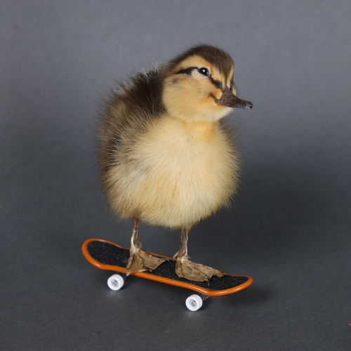 3151 - Taxidermy: Rouen Duck Duckling on skateboard.
A full mount taxidermy black and yellow striped duckli... 