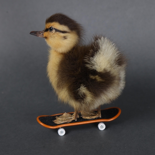 3151 - Taxidermy: Rouen Duck Duckling on skateboard.
A full mount taxidermy black and yellow striped duckli... 