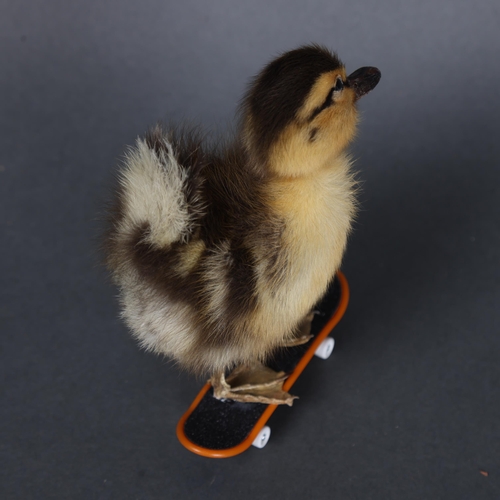 3151 - Taxidermy: Rouen Duck Duckling on skateboard.
A full mount taxidermy black and yellow striped duckli... 