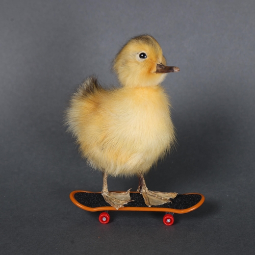 3152 - Taxidermy: Yellow Duckling on skateboard.
A full mount taxidermy yellow duckling. Mounted to a worki... 