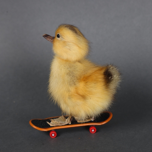 3152 - Taxidermy: Yellow Duckling on skateboard.
A full mount taxidermy yellow duckling. Mounted to a worki... 