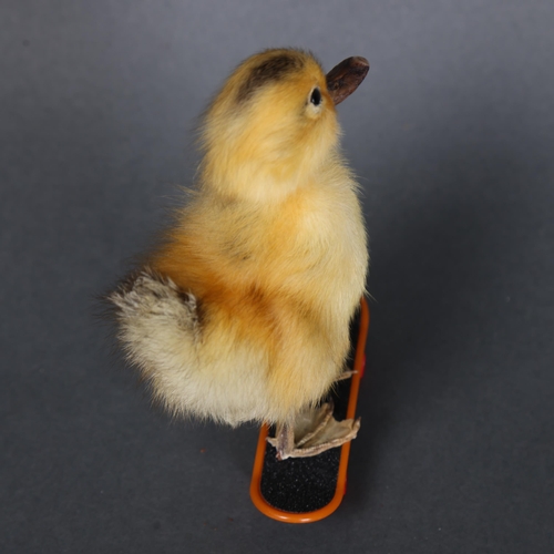 3152 - Taxidermy: Yellow Duckling on skateboard.
A full mount taxidermy yellow duckling. Mounted to a worki... 