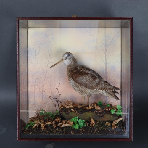 3154 - Taxidermy: Woodcock in wall case. A full mount adult bird in four-sided glass wall case. With qualit... 