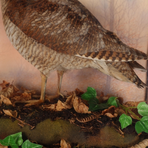 3154 - Taxidermy: Woodcock in wall case. A full mount adult bird in four-sided glass wall case. With qualit... 