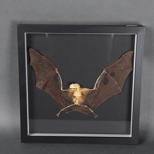 3155 - Taxidermy: Bat skeleton in frame. An interesting preparation of a Intermediate Roundleaf Bat (Hippos... 