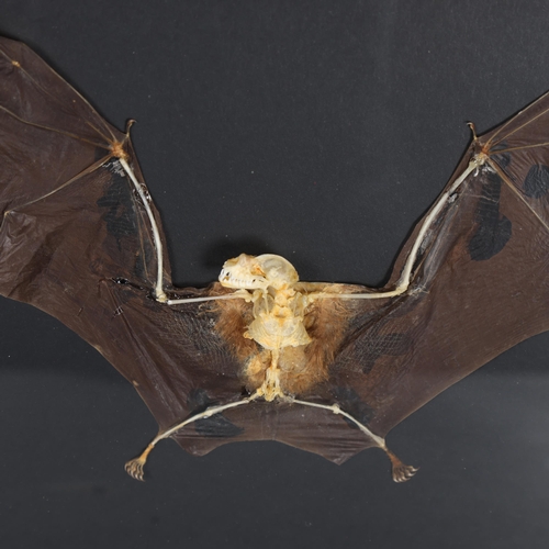 3155 - Taxidermy: Bat skeleton in frame. An interesting preparation of a Intermediate Roundleaf Bat (Hippos... 