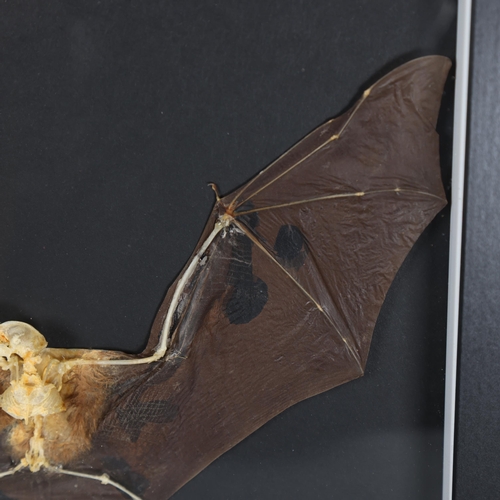 3155 - Taxidermy: Bat skeleton in frame. An interesting preparation of a Intermediate Roundleaf Bat (Hippos... 