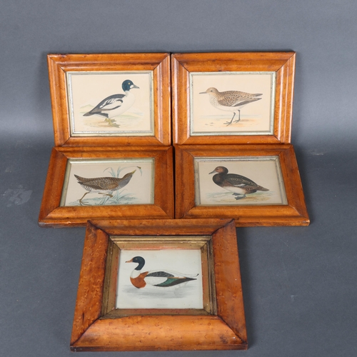 3159 - Natural History : A group five coloured ornithological studies, all in maple frames, largest 27cm x ... 