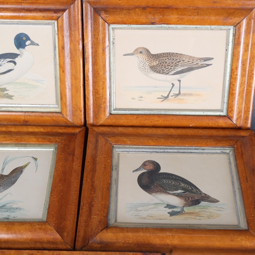 3159 - Natural History : A group five coloured ornithological studies, all in maple frames, largest 27cm x ... 