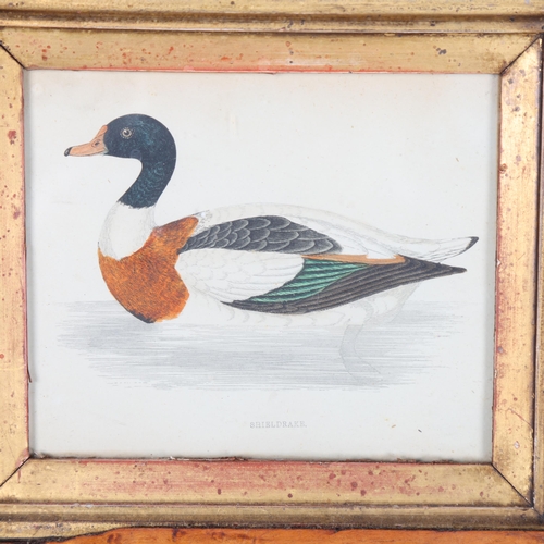 3159 - Natural History : A group five coloured ornithological studies, all in maple frames, largest 27cm x ... 