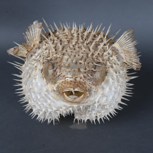 3161 - Taxidermy : A study of a Porcupine Pufferfish, in inflated pose, diameter 30cm.