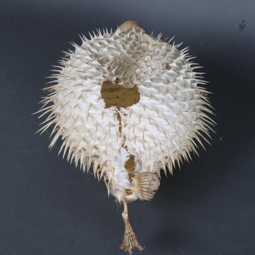 3161 - Taxidermy : A study of a Porcupine Pufferfish, in inflated pose, diameter 30cm.