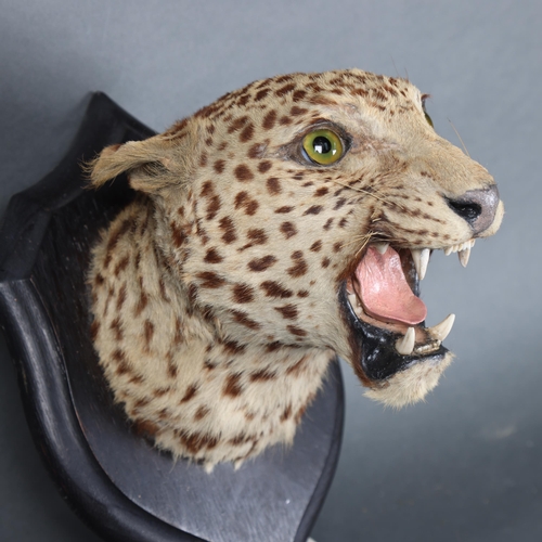 3167 - Taxidermy: Leopard Head by Rowland Ward 
A rare and impressive leopard head and neck mount on oak sh... 