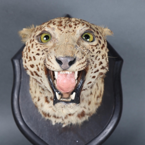 3167 - Taxidermy: Leopard Head by Rowland Ward 
A rare and impressive leopard head and neck mount on oak sh... 