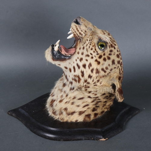 3167 - Taxidermy: Leopard Head by Rowland Ward 
A rare and impressive leopard head and neck mount on oak sh... 