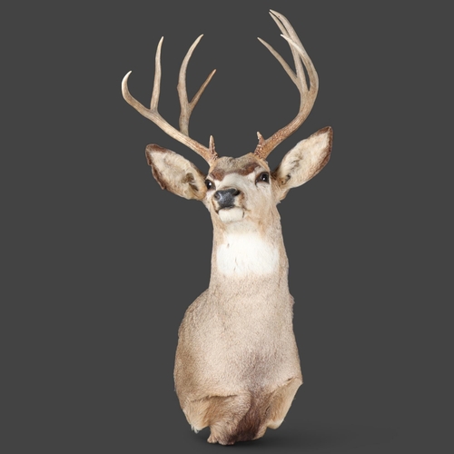 3170 - Taxidermy : Mule Deer (Odocoileus hemionus), a large adult buck, neck mount, slightly right facing, ... 