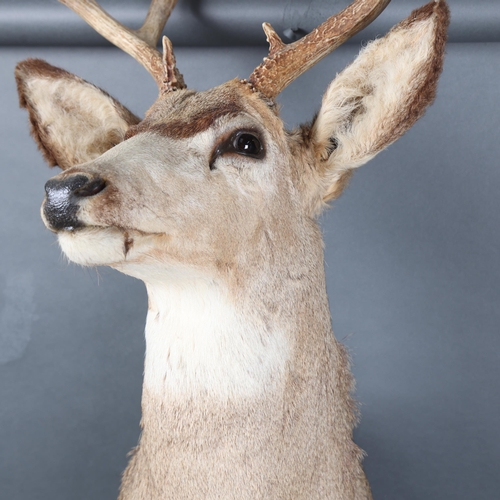 3170 - Taxidermy : Mule Deer (Odocoileus hemionus), a large adult buck, neck mount, slightly right facing, ... 