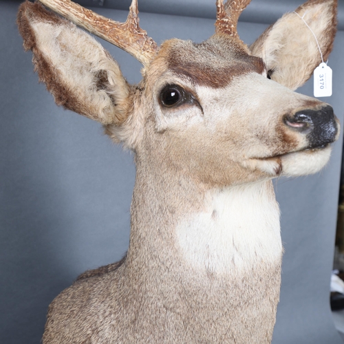 3170 - Taxidermy : Mule Deer (Odocoileus hemionus), a large adult buck, neck mount, slightly right facing, ... 