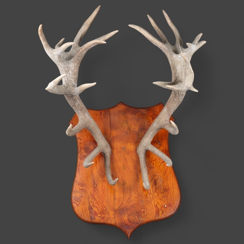 3171 - Antlers/Horns : A large pair of Stag horn antlers on Oregon pine shield, widest point 66cm, from wal... 