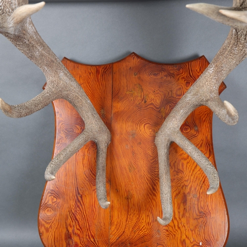 3171 - Antlers/Horns : A large pair of Stag horn antlers on Oregon pine shield, widest point 66cm, from wal... 