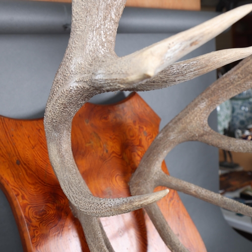 3171 - Antlers/Horns : A large pair of Stag horn antlers on Oregon pine shield, widest point 66cm, from wal... 