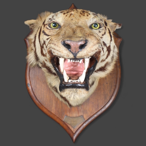 3172 - Taxidermy: Bengal Tiger Head by Rowland Ward, 1894. A rare and impressive tiger head and neck mount ... 