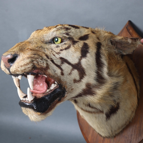 3172 - Taxidermy: Bengal Tiger Head by Rowland Ward, 1894. A rare and impressive tiger head and neck mount ... 