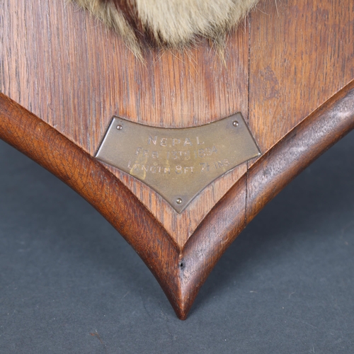 3172 - Taxidermy: Bengal Tiger Head by Rowland Ward, 1894. A rare and impressive tiger head and neck mount ... 