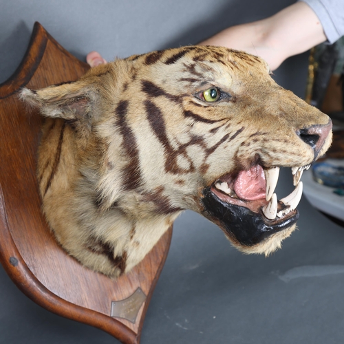 3172 - Taxidermy: Bengal Tiger Head by Rowland Ward, 1894. A rare and impressive tiger head and neck mount ... 