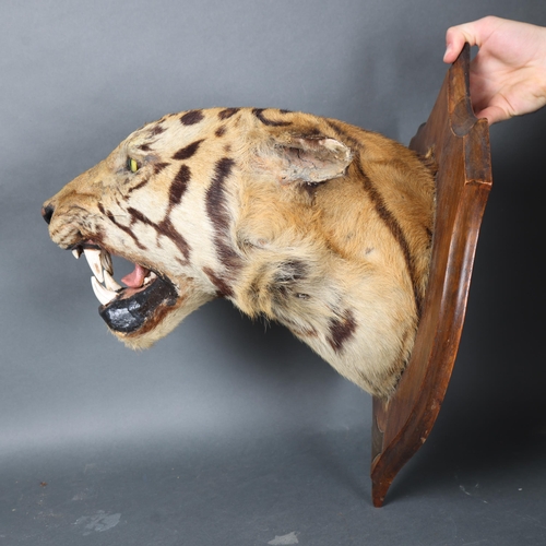 3172 - Taxidermy: Bengal Tiger Head by Rowland Ward, 1894. A rare and impressive tiger head and neck mount ... 