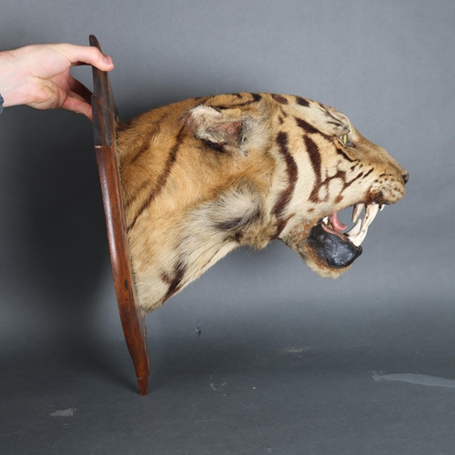 3172 - Taxidermy: Bengal Tiger Head by Rowland Ward, 1894. A rare and impressive tiger head and neck mount ... 