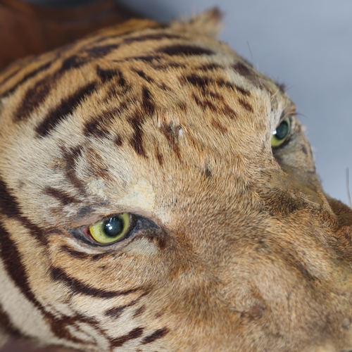 3172 - Taxidermy: Bengal Tiger Head by Rowland Ward, 1894. A rare and impressive tiger head and neck mount ... 