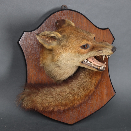 3173 - Taxidermy : An Antique snarling Fox (Vulpes vulpes), neck mount, with brush, left facing, on period ... 