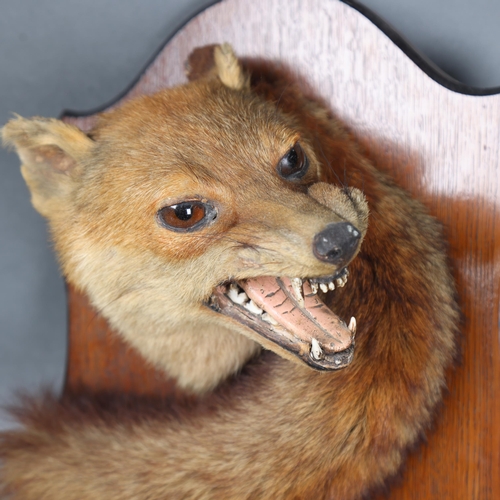 3173 - Taxidermy : An Antique snarling Fox (Vulpes vulpes), neck mount, with brush, left facing, on period ... 