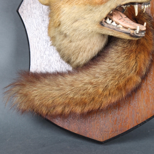 3173 - Taxidermy : An Antique snarling Fox (Vulpes vulpes), neck mount, with brush, left facing, on period ... 