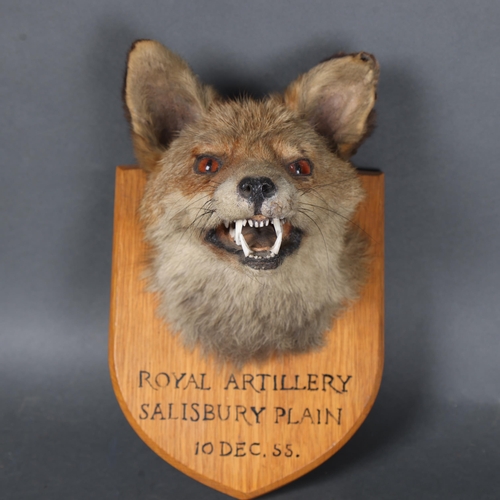 3174 - Taxidermy : An Antique Fox (Vulpes vulpes), neck mount, forward facing, on period shield plaque with... 