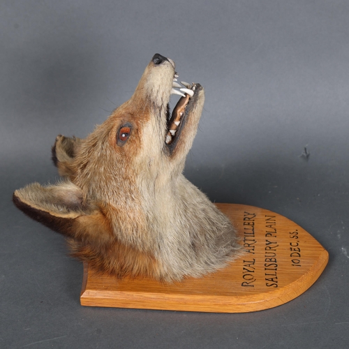 3174 - Taxidermy : An Antique Fox (Vulpes vulpes), neck mount, forward facing, on period shield plaque with... 